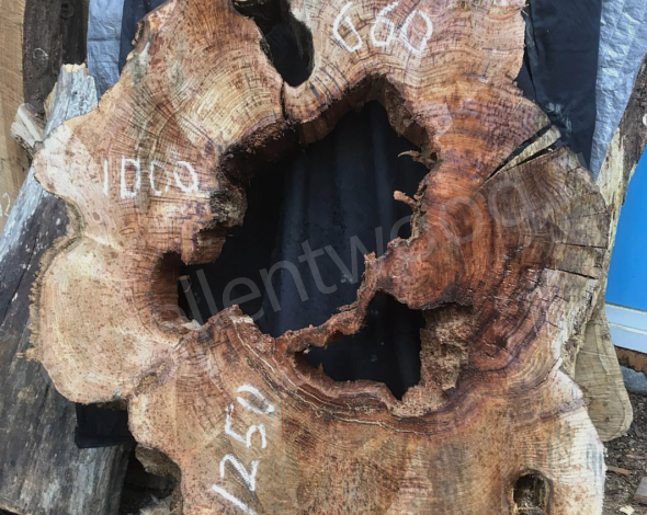 Экзотическая древесина Каштан поперечный спил купить в интернет-магазине